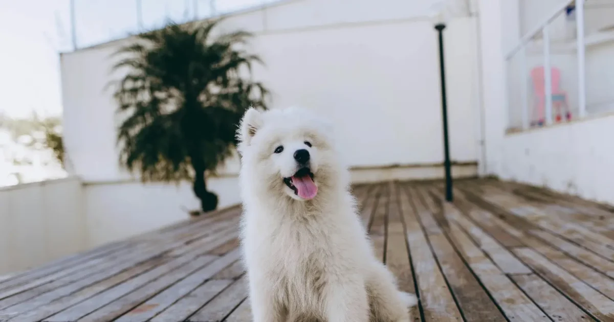 Private training for dogs