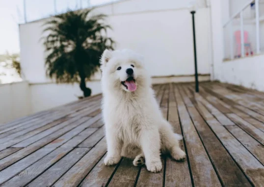 Private training for dogs